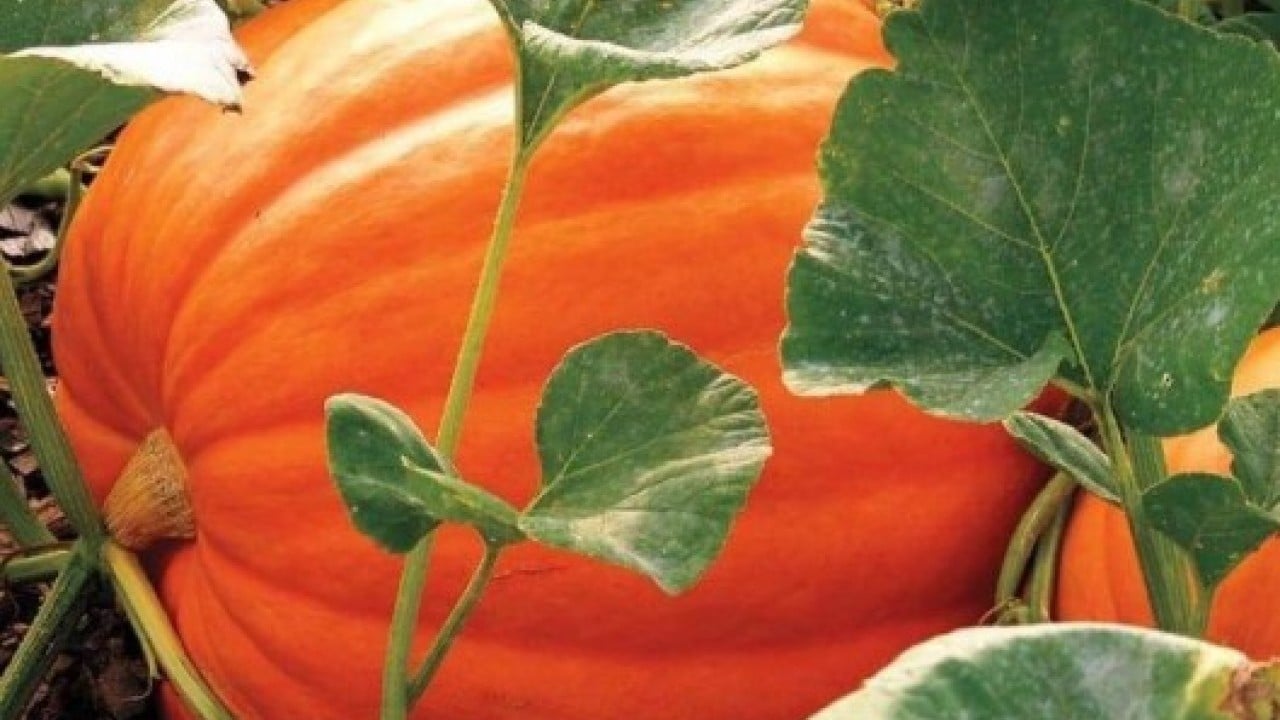 Foto - Ata tohumunda bereket! 35 kiloya ulaştı