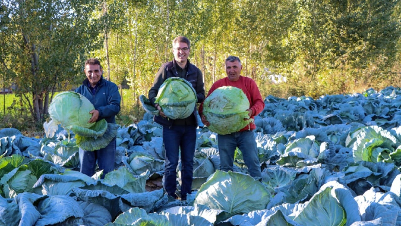 Foto - Ata tohumuyla yetiştirildi! 