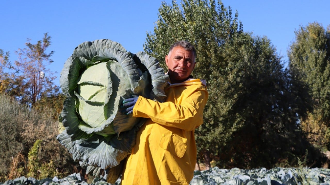 Ata tohumuyla yetiştirildi! 