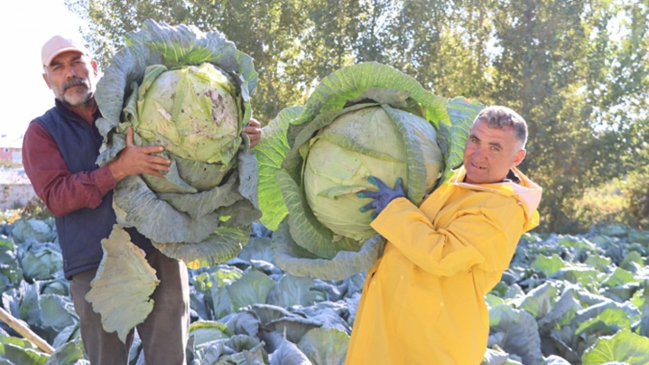 Foto - Ata tohumuyla yetiştirildi! 