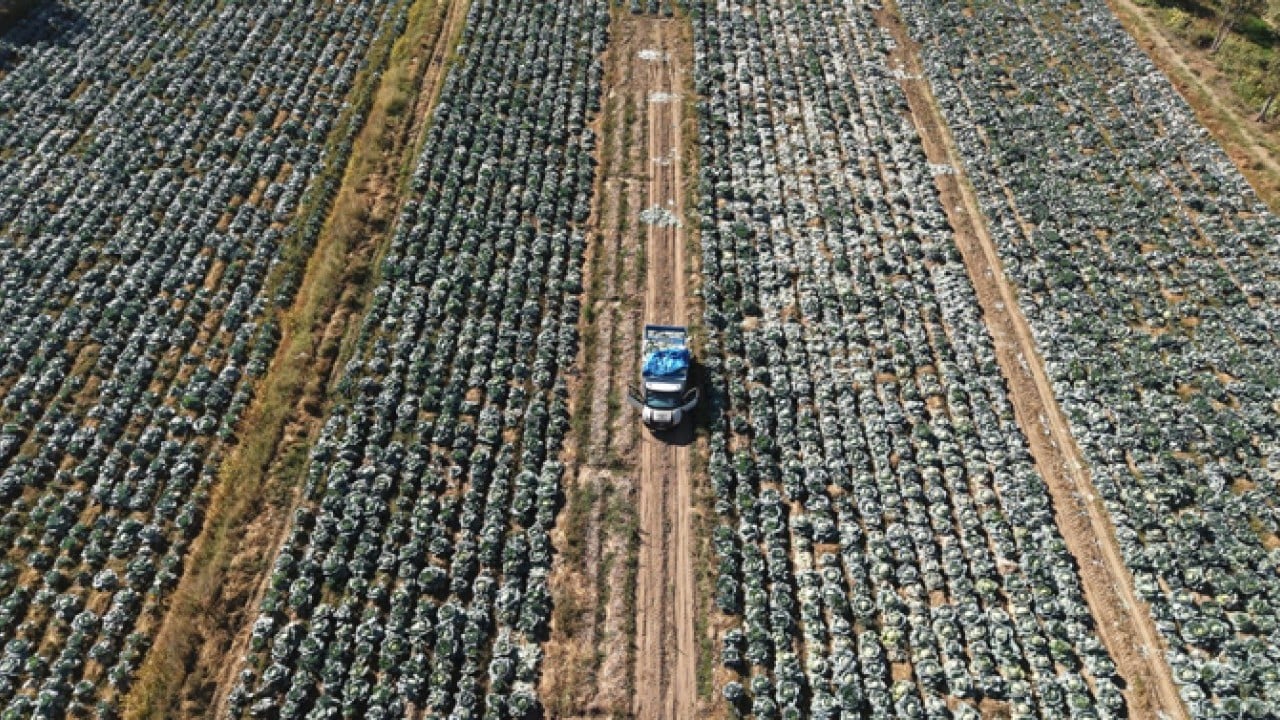 Foto - Ata tohumuyla yetiştirildi! 