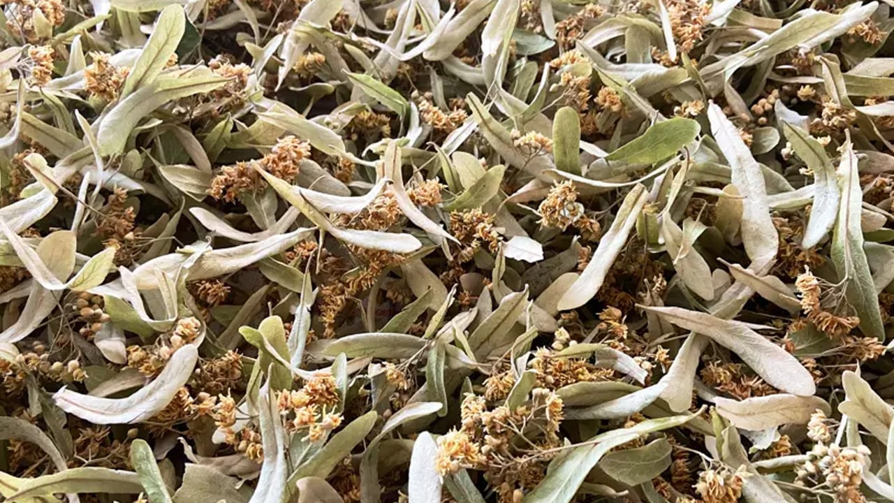 Foto - Ateş düşürücü etkisi var: İlaç gibi etkiye sahip, iyi geliyor bunu yapın! Kilosu 4 bin lira 