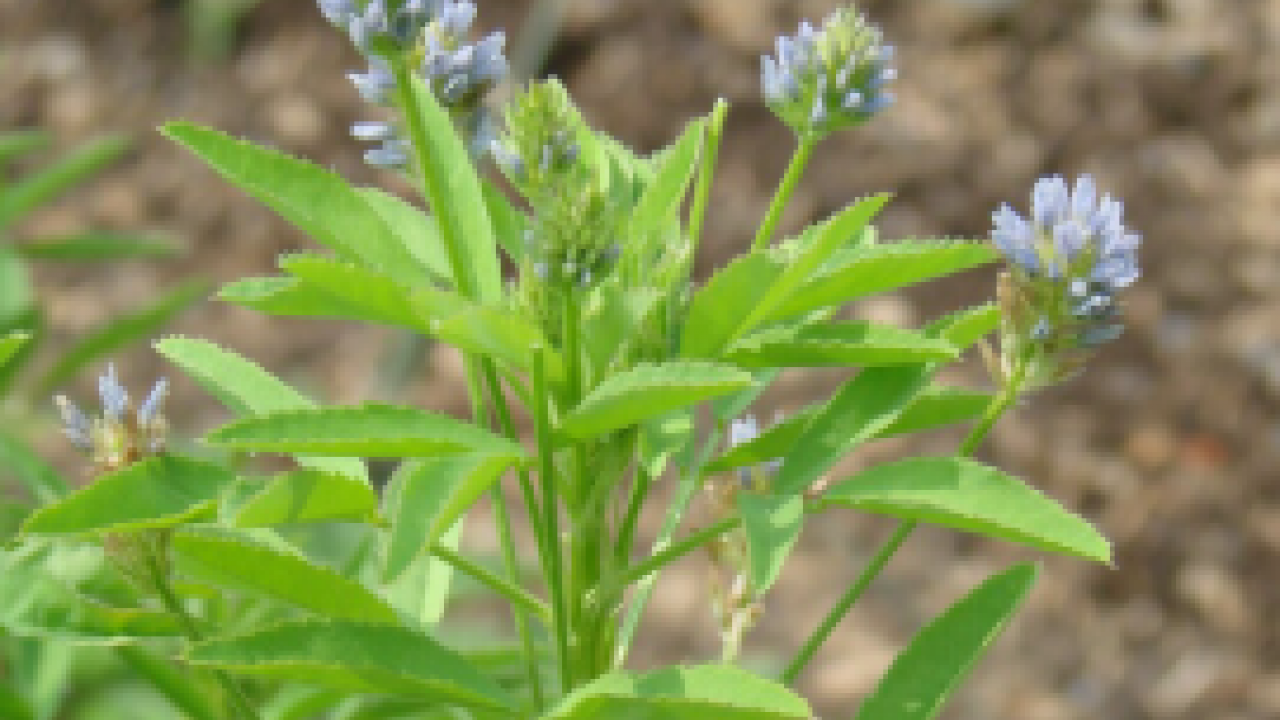 Foto - 'Ateş mavisi' resmen tescillendi: Avrupa'nın peşine düştüğü bitki!