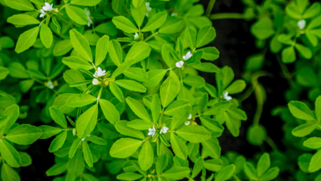 Foto - 'Ateş mavisi' resmen tescillendi: Avrupa'nın peşine düştüğü bitki!