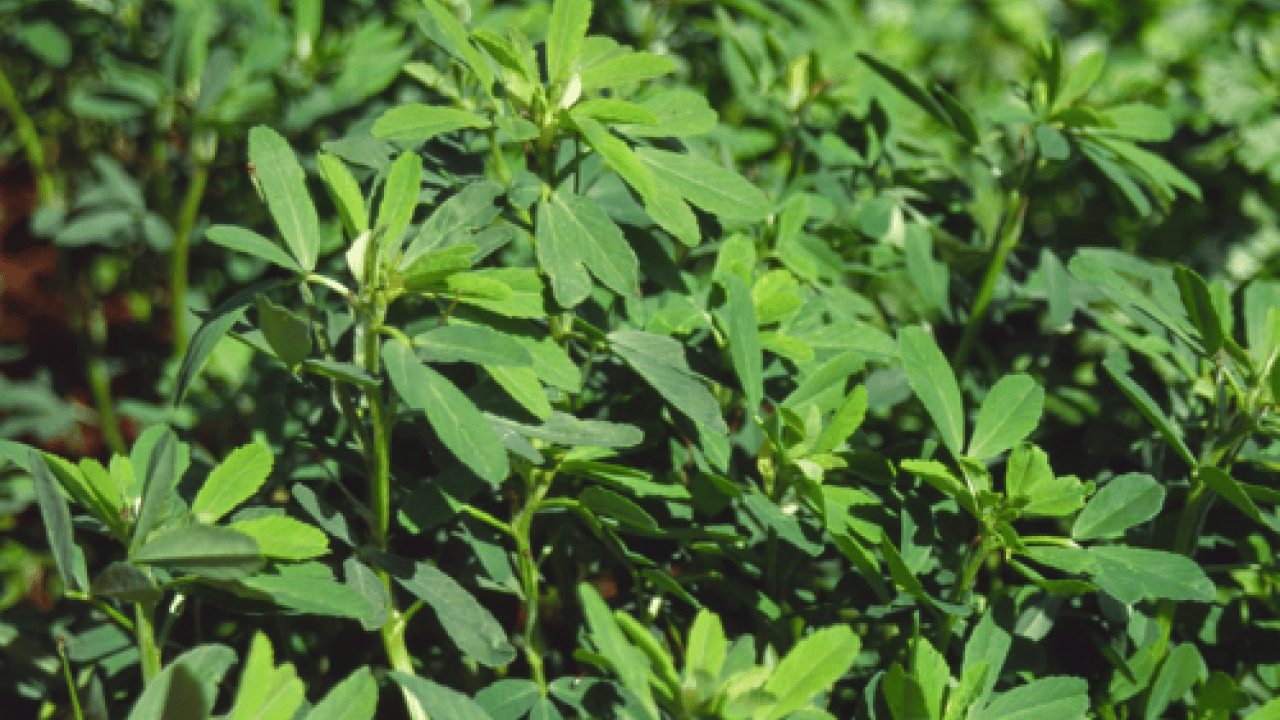 Foto - 'Ateş mavisi' resmen tescillendi: Avrupa'nın peşine düştüğü bitki!