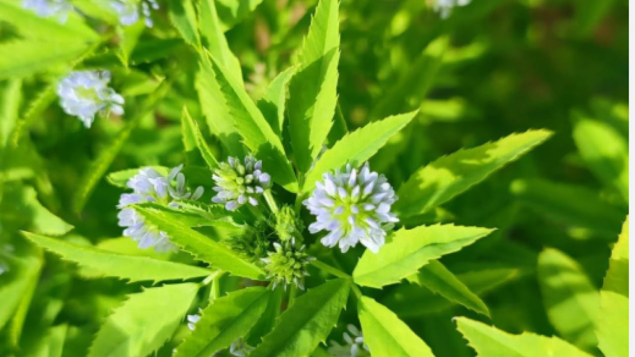 Foto - 'Ateş mavisi' resmen tescillendi: Avrupa'nın peşine düştüğü bitki!