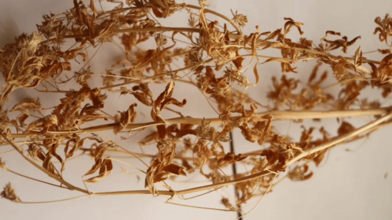 'Ateş mavisi' resmen tescillendi: Avrupa'nın peşine düştüğü bitki!