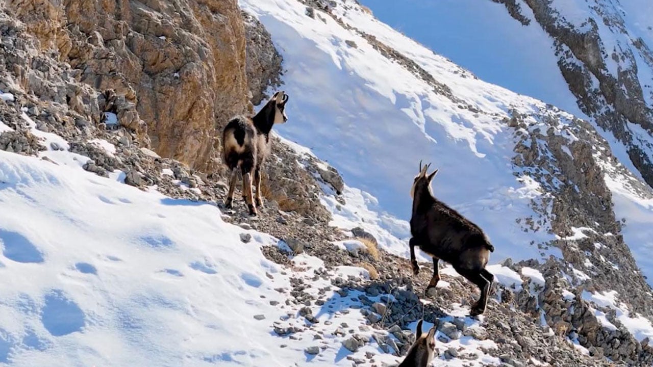 Foto - Avlamanın cezası 650 bin TL! Çengel boynuzlu dağ keçileri böyle görüntülendi