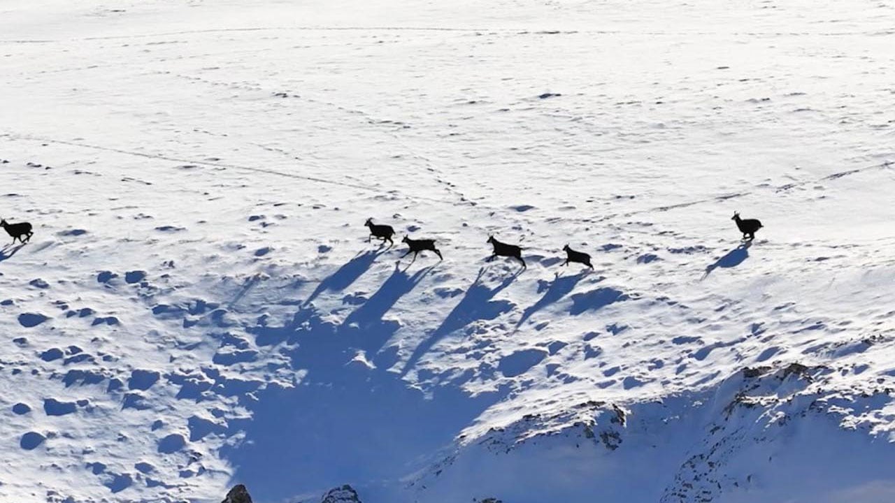 Avlamanın cezası 650 bin TL! Çengel boynuzlu dağ keçileri böyle görüntülendi