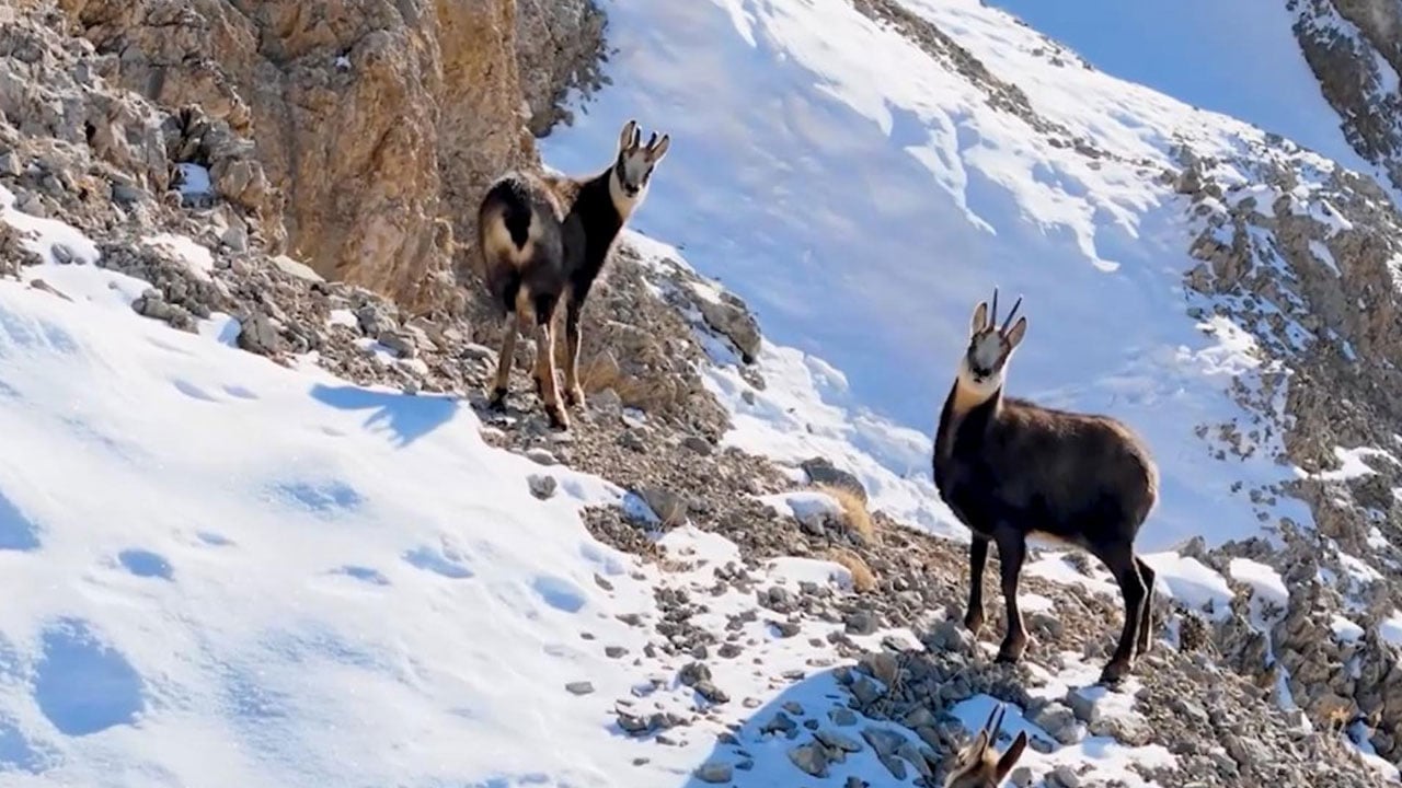 Foto - Avlamanın cezası 650 bin TL! Çengel boynuzlu dağ keçileri böyle görüntülendi