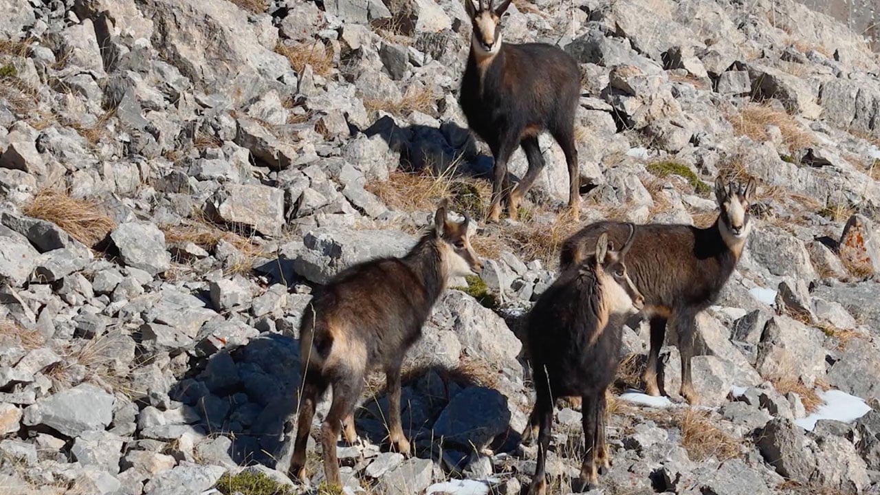 Foto - Avlamanın cezası 650 bin TL! Çengel boynuzlu dağ keçileri böyle görüntülendi