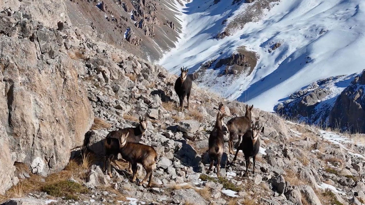 Foto - Avlamanın cezası 650 bin TL! Çengel boynuzlu dağ keçileri böyle görüntülendi