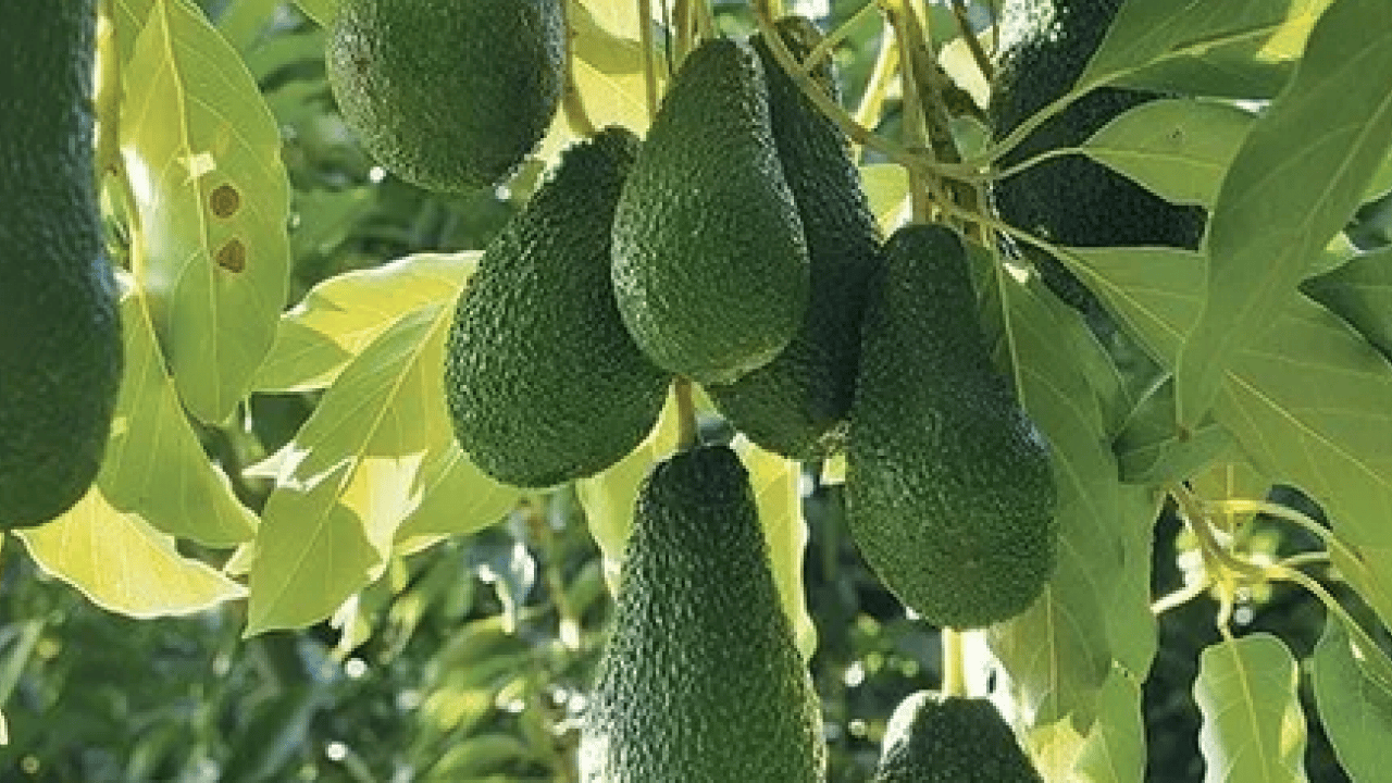 Foto - Avokado hangi besinlerle birlikte yenmeli? Kinoa, esmer pirinç ve yulaf gibi...