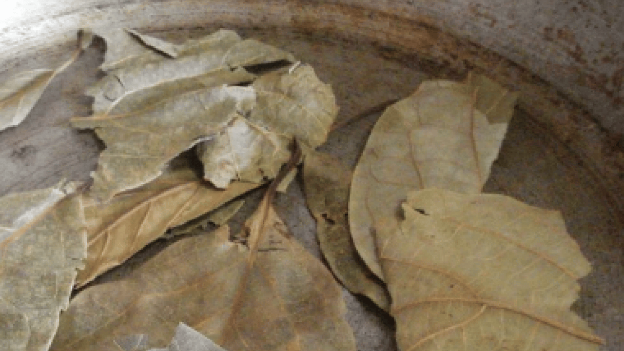 Foto - Avokado yaprağını kaynatıp içen yaşadı! Sonuçları şaşkınlık verici düzeyde...