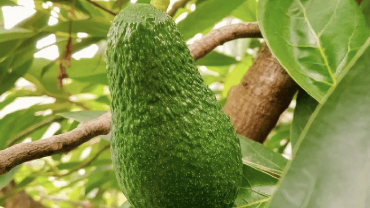 Foto - Avokado yaprağını kaynatıp içen yaşadı! Sonuçları şaşkınlık verici düzeyde...