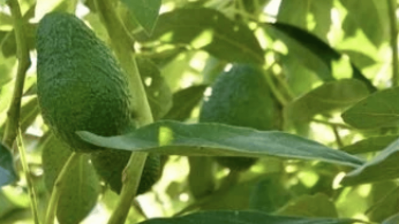 Foto - Avokado yaprağını kaynatıp içen yaşadı! Sonuçları şaşkınlık verici düzeyde...