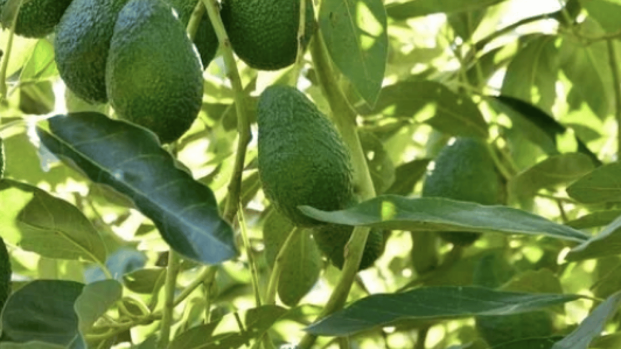Foto - Avokado yaprağını kaynatıp içen yaşadı! Sonuçları şaşkınlık verici düzeyde...