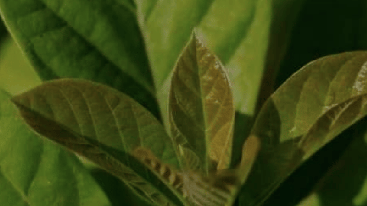 Foto - Avokado yaprağını kaynatıp içen yaşadı! Sonuçları şaşkınlık verici düzeyde...