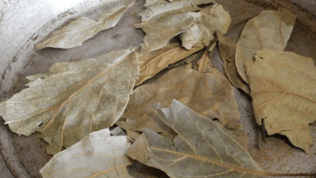 Foto - Avokado yaprağını kaynatıp içen yaşadı! Sonuçları şaşkınlık verici düzeyde...