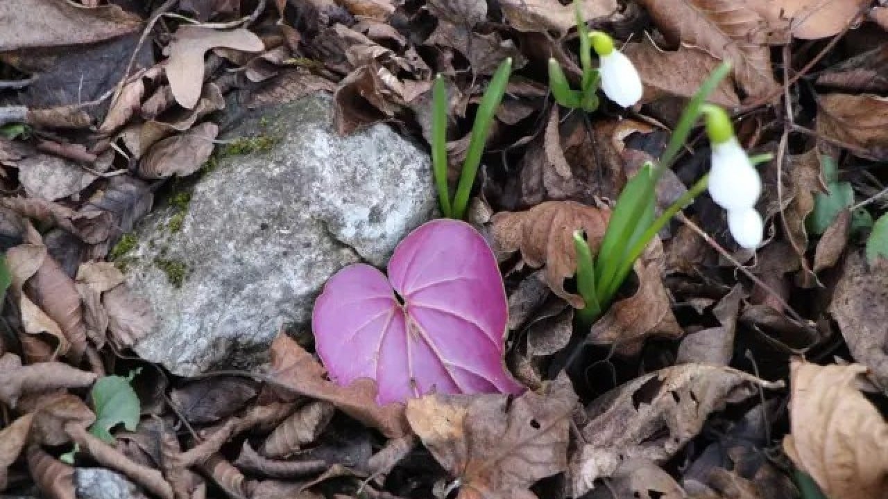 Foto - Avrupa alarm verdi! Milli servetimize göz diktiler, kaçırmak istiyorlar