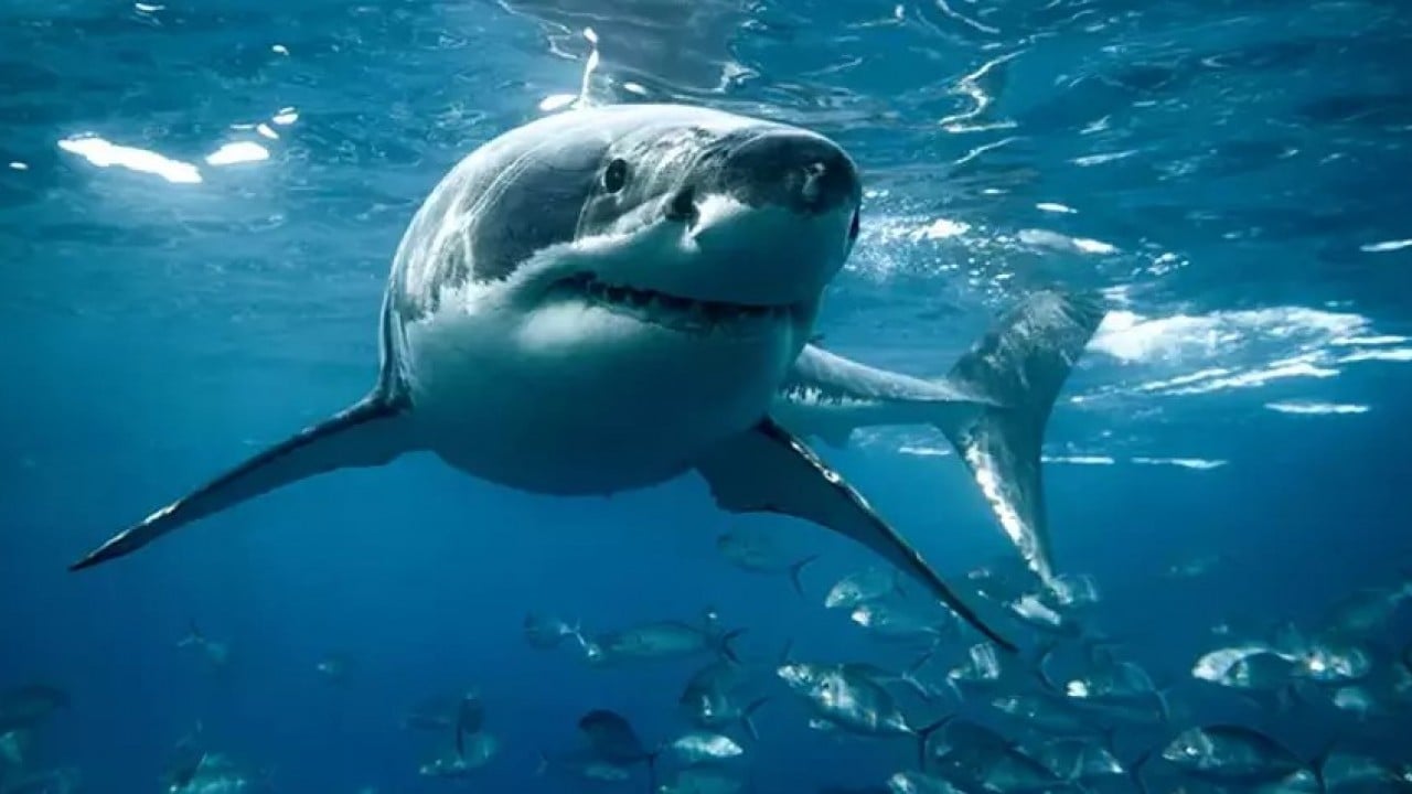Avustralya köpek balığı istilası altında
