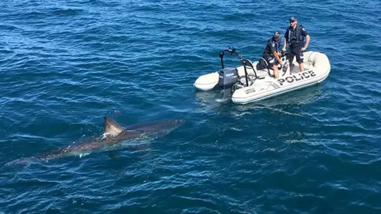 Foto - Avustralya köpek balığı istilası altında