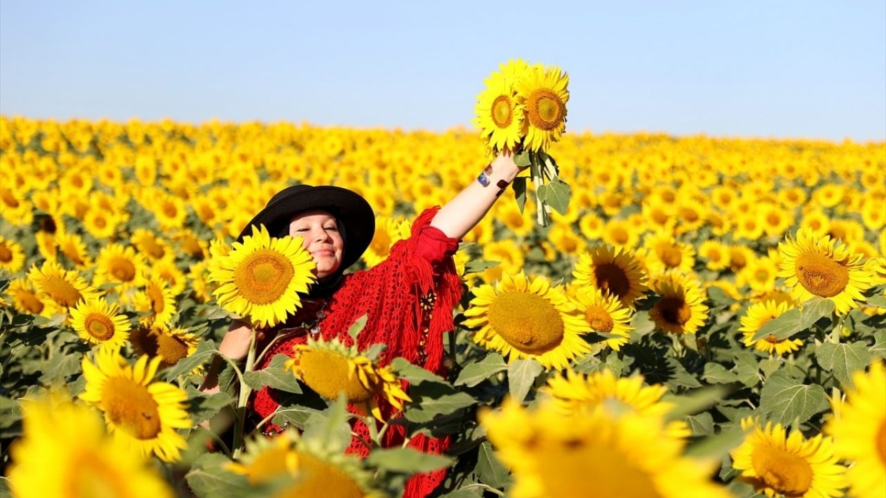 Ayçiçeği tarlaları ilgi odağı oldu! Fotoğraf tutkunları o ile akın ediyor