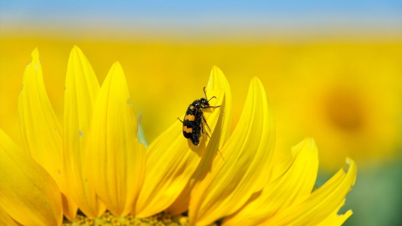 Foto - Ayçiçeği tarlaları ilgi odağı oldu! Fotoğraf tutkunları o ile akın ediyor