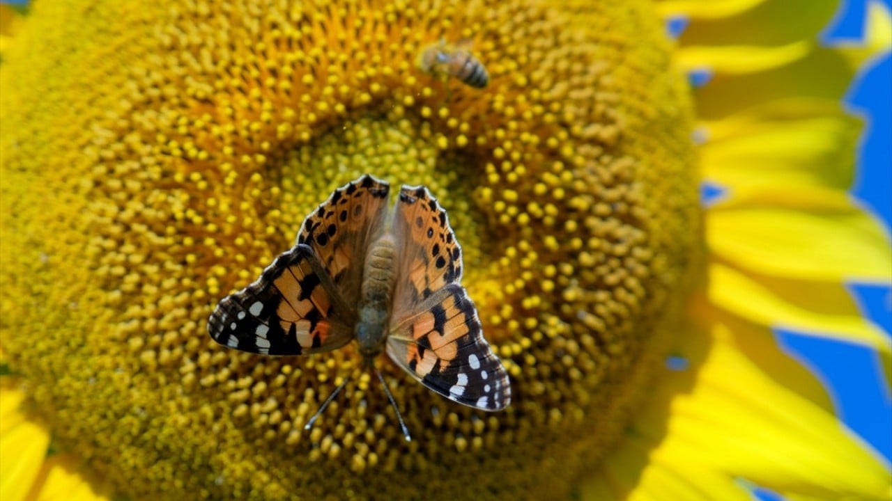 Foto - Ayçiçeği tarlaları ilgi odağı oldu! Fotoğraf tutkunları o ile akın ediyor