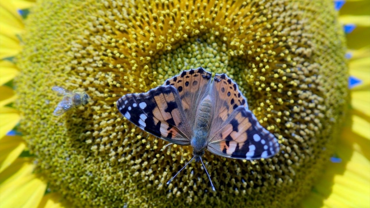 Foto - Ayçiçeği tarlaları ilgi odağı oldu! Fotoğraf tutkunları o ile akın ediyor
