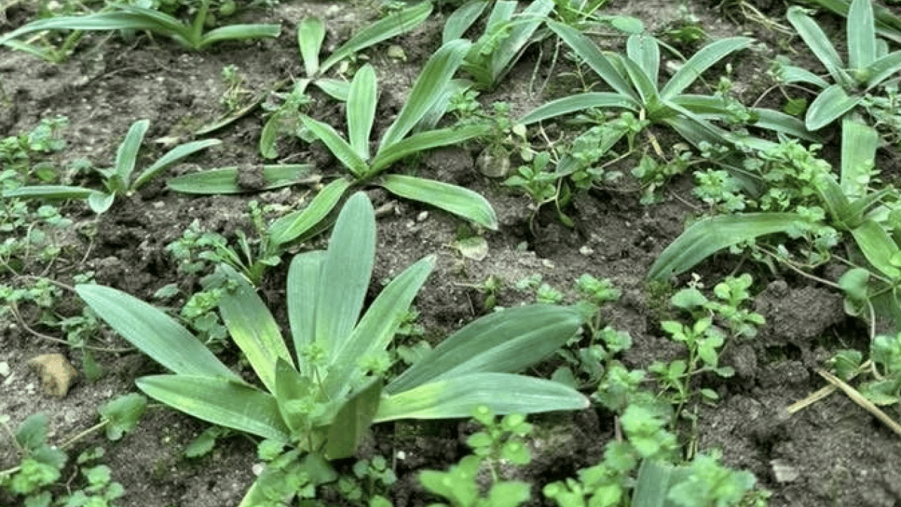Foto - Aydın’da örnek girişim! İlçe üretim üssü haline geldi