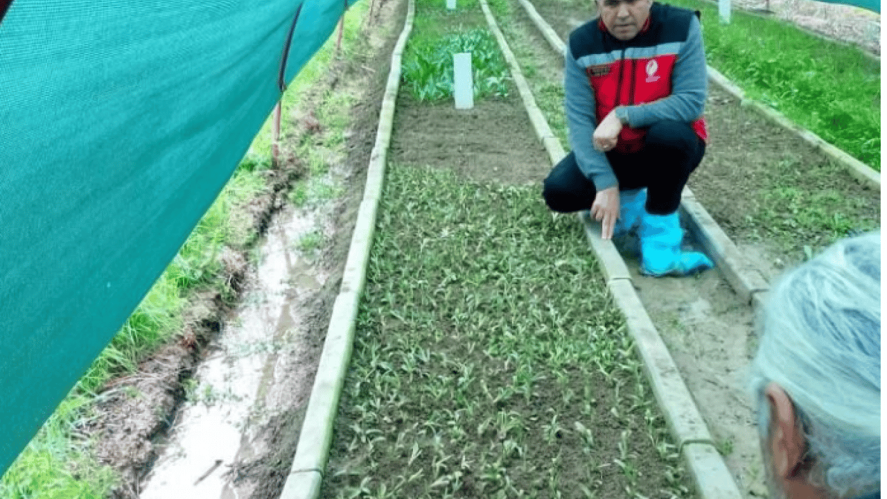 Foto - Aydın’da örnek girişim! İlçe üretim üssü haline geldi