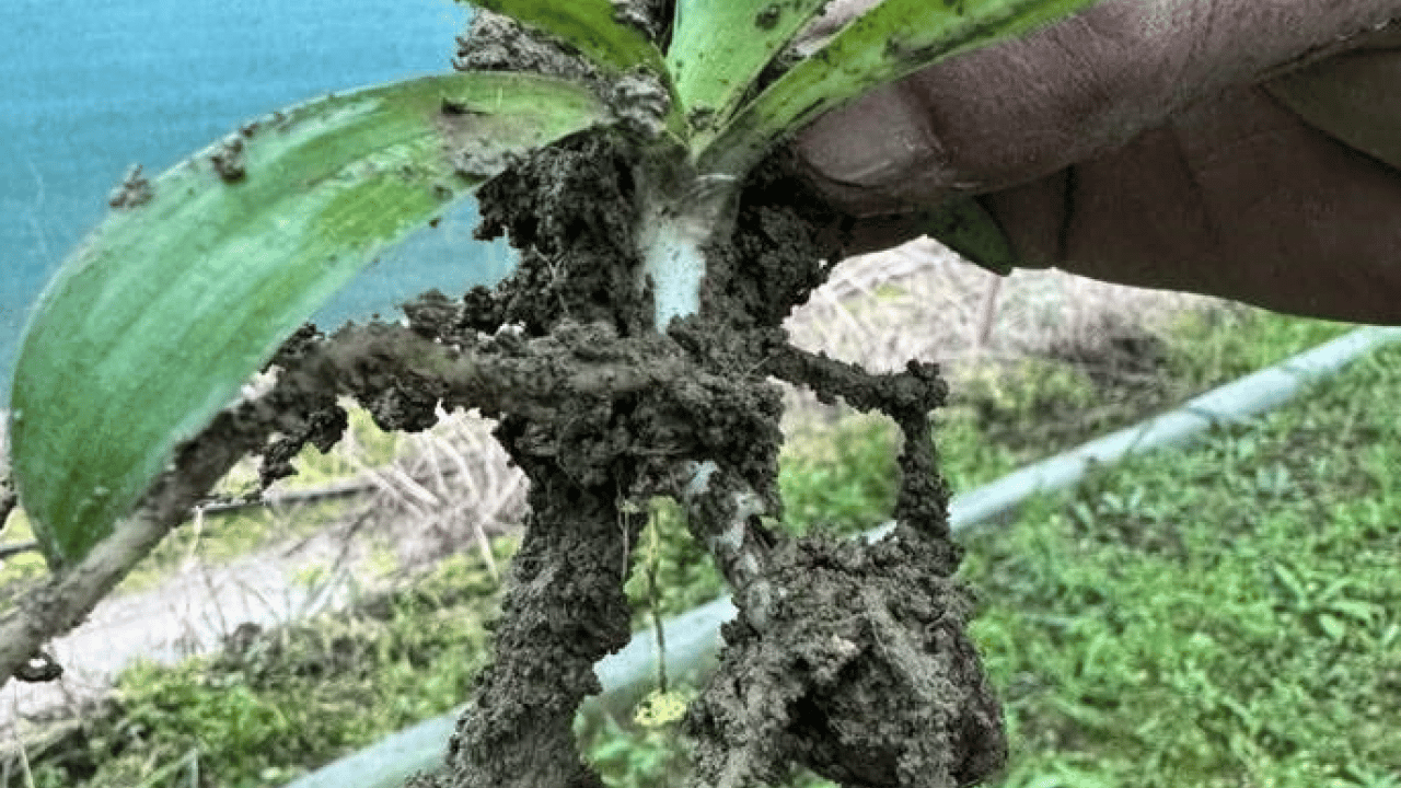 Foto - Aydın’da örnek girişim! İlçe üretim üssü haline geldi