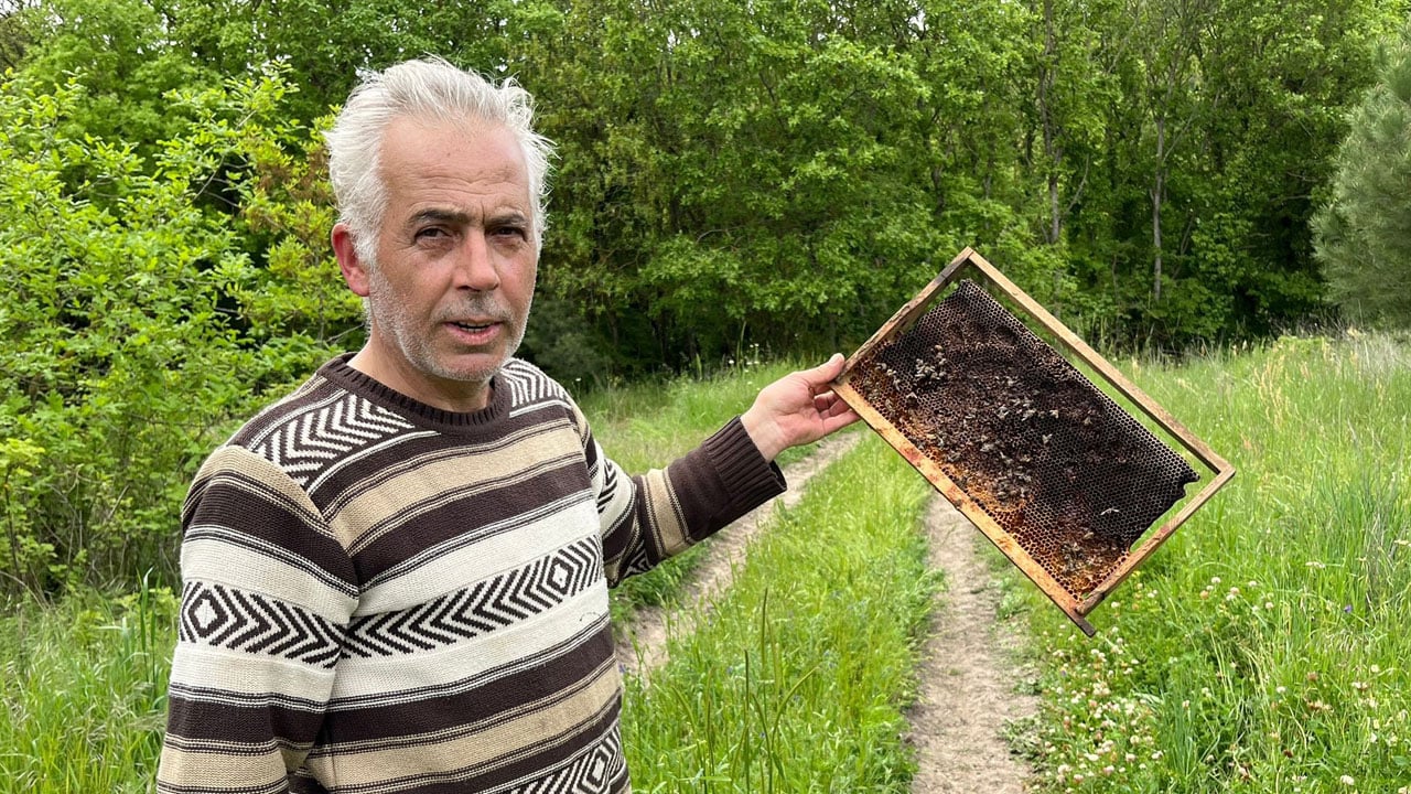 Ayıları bal peteğindeki izler ele verdi! 21 kovan parçalandı, 1,5 milyon arı telef oldu
