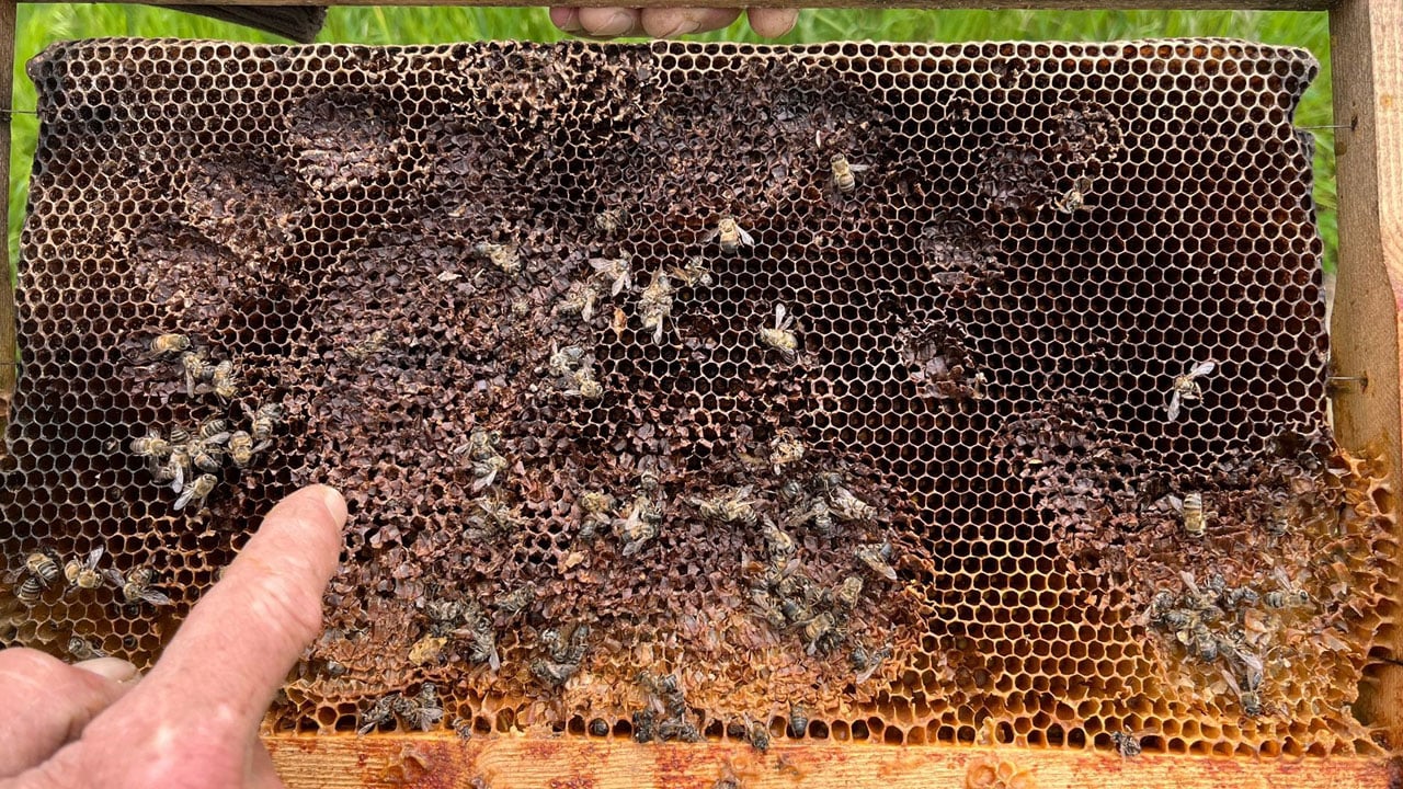 Foto - Ayıları bal peteğindeki izler ele verdi! 21 kovan parçalandı, 1,5 milyon arı telef oldu