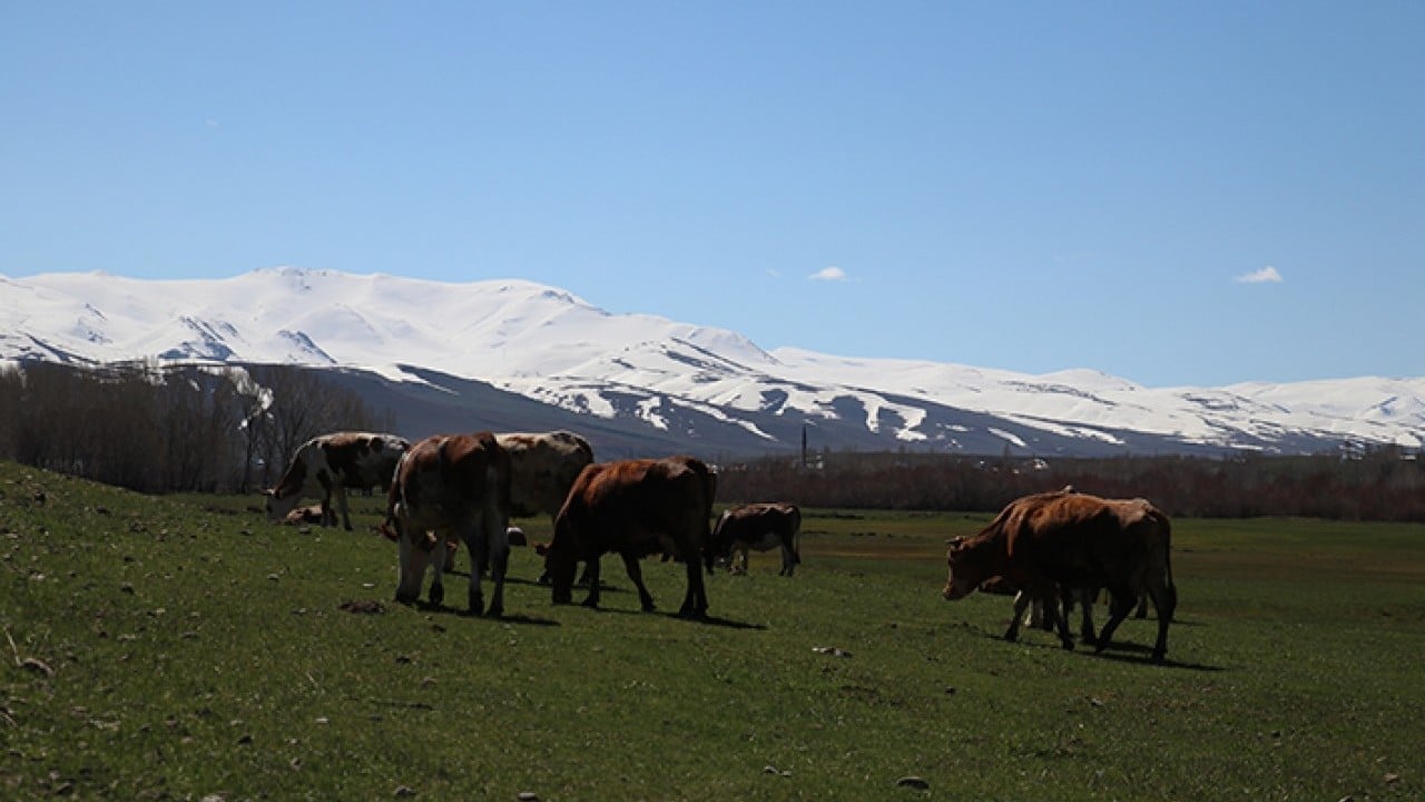 Foto - Aynı anda dağda kış ovada bahar