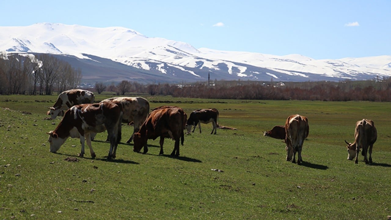 Foto - Aynı anda dağda kış ovada bahar