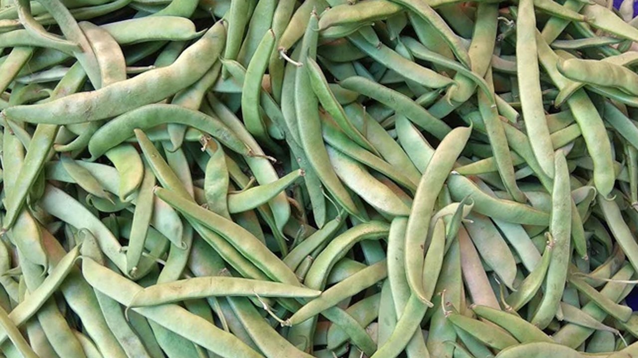 Foto - Ayşekadın fasulye yemeği: Ayşekadın fasulyesi hakkında doğru bilinen yanlışlar, bilinmeyen gerçekler