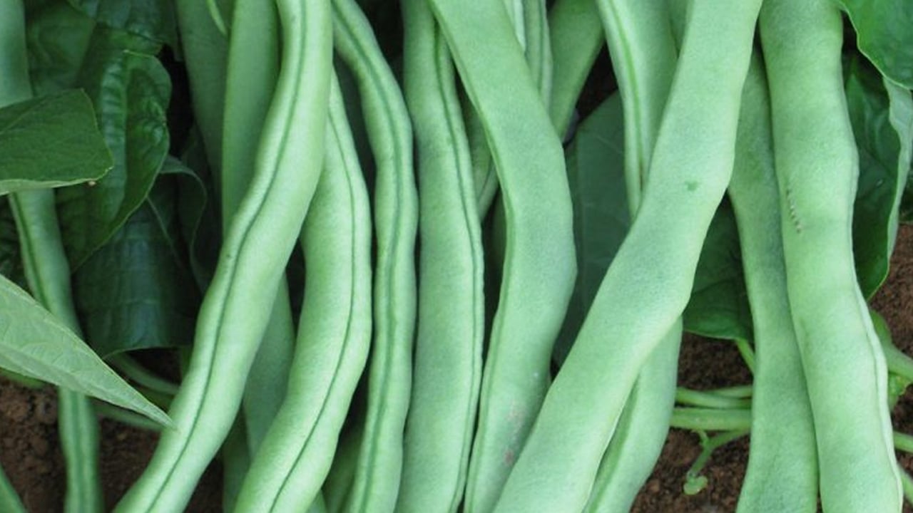  Ayşekadın fasulye yemeği: Ayşekadın fasulyesi hakkında doğru bilinen yanlışlar, bilinmeyen gerçekler