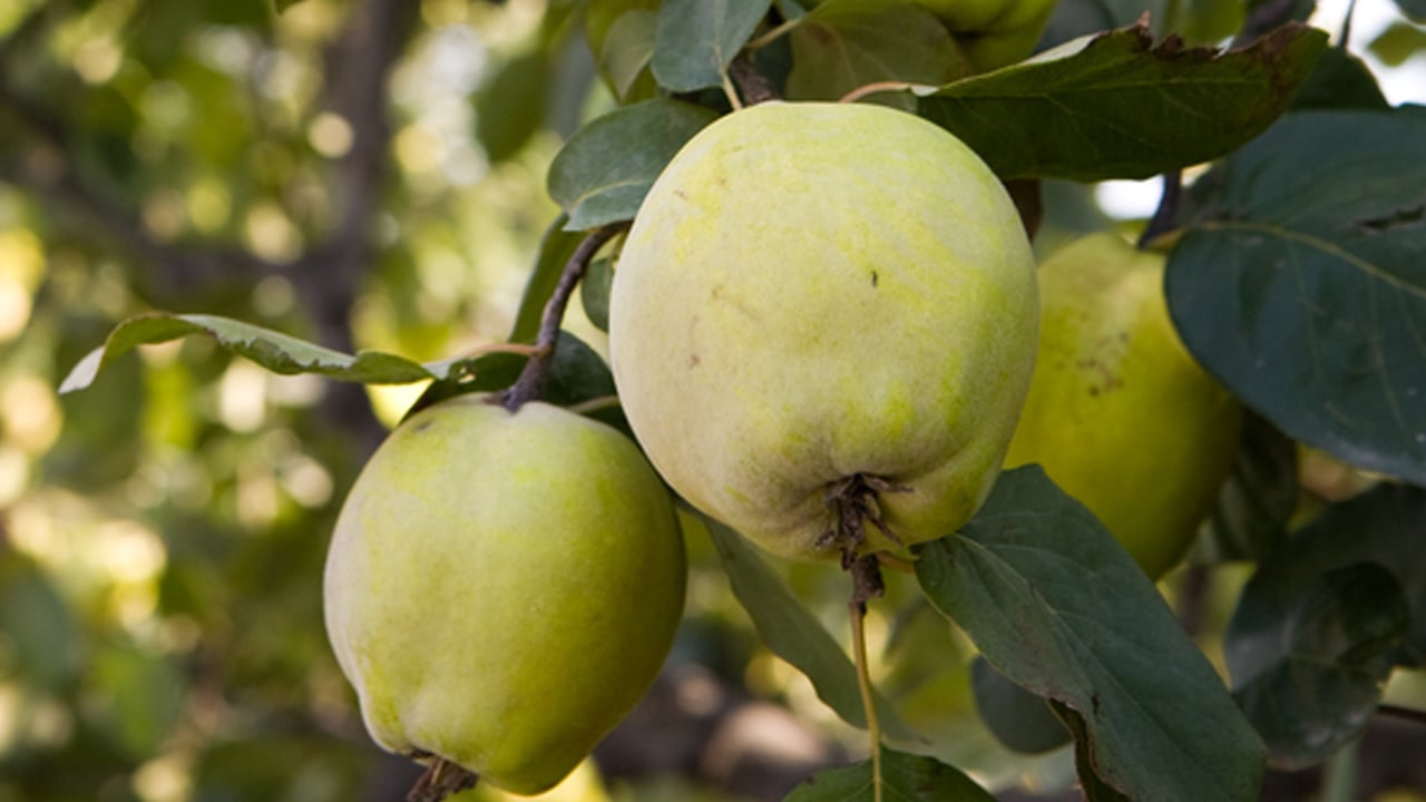 Foto - Ayvayı tereyağında pişirip yerseniz! Ayva sirkesi için yararı büyük
