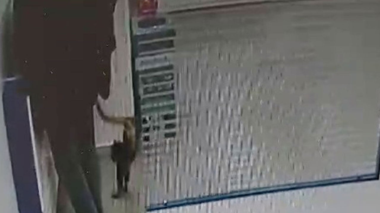 Foto - Az daha kalpten gidiyordu! Bankada işlem yaparken üzerine gökten kedi düştü