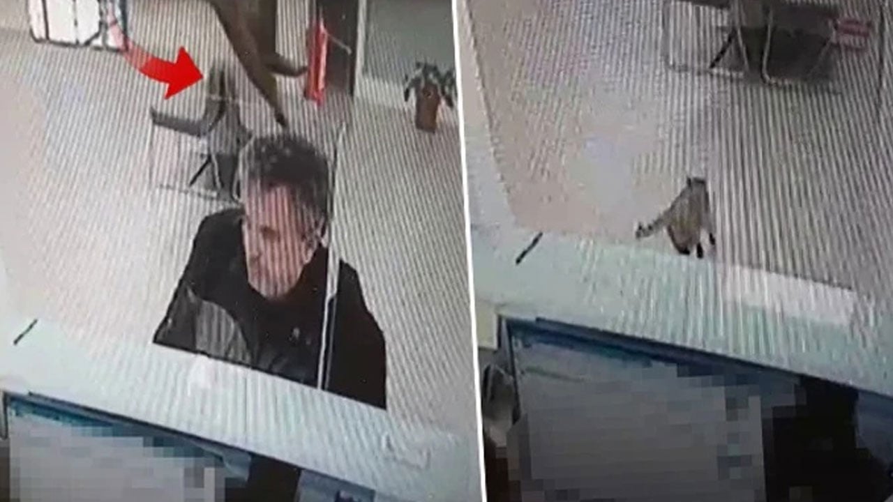 Az daha kalpten gidiyordu! Bankada işlem yaparken üzerine gökten kedi düştü