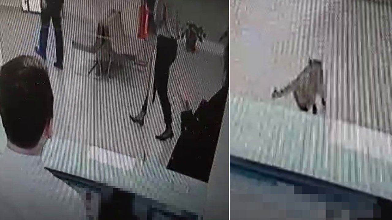 Foto - Az daha kalpten gidiyordu! Bankada işlem yaparken üzerine gökten kedi düştü