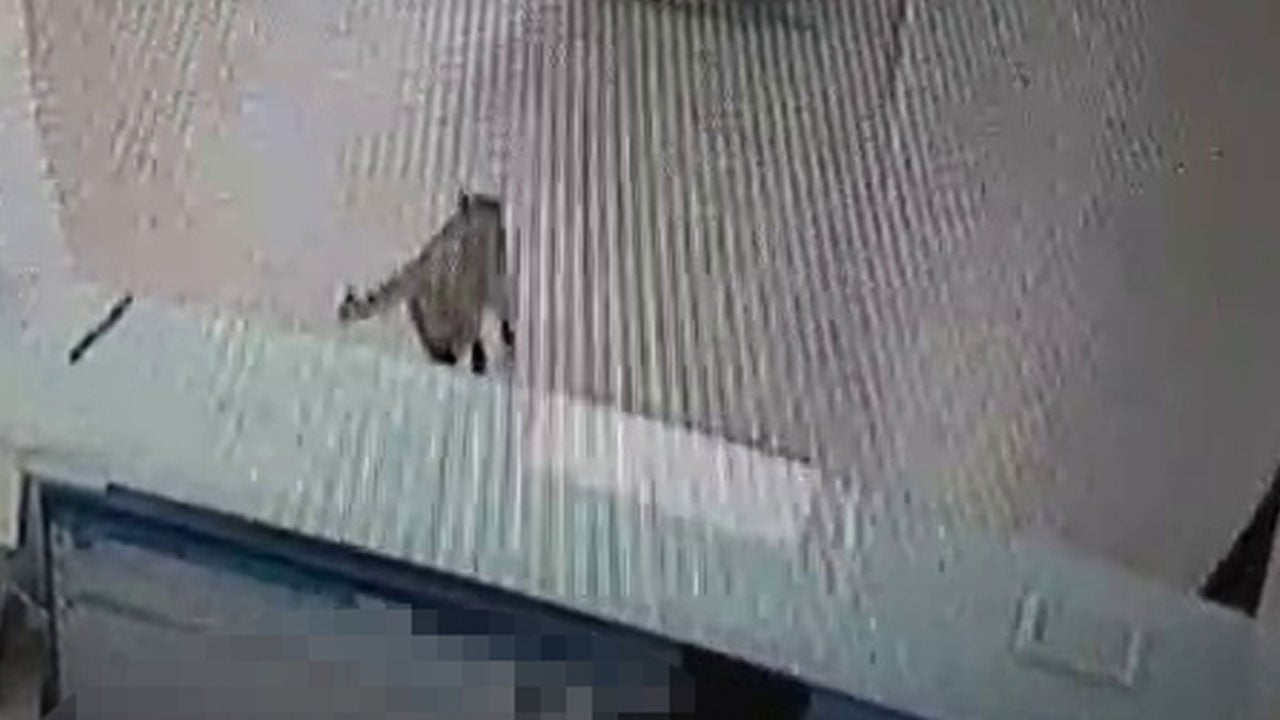 Foto - Az daha kalpten gidiyordu! Bankada işlem yaparken üzerine gökten kedi düştü