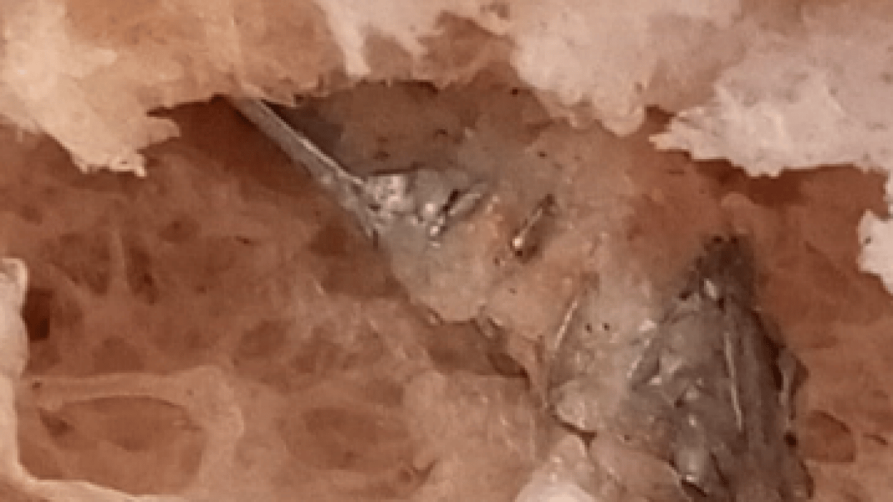 Foto - Az kalsın ağzını parçalayacaktı: Ekmeğin içinden bakın ne çıktı!