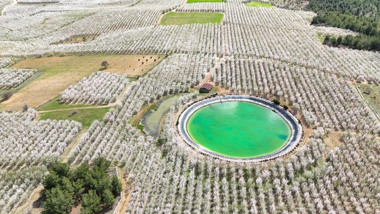 Foto - Badem ağaçları çiçek açtı! Bahçeler beyaza boyandı