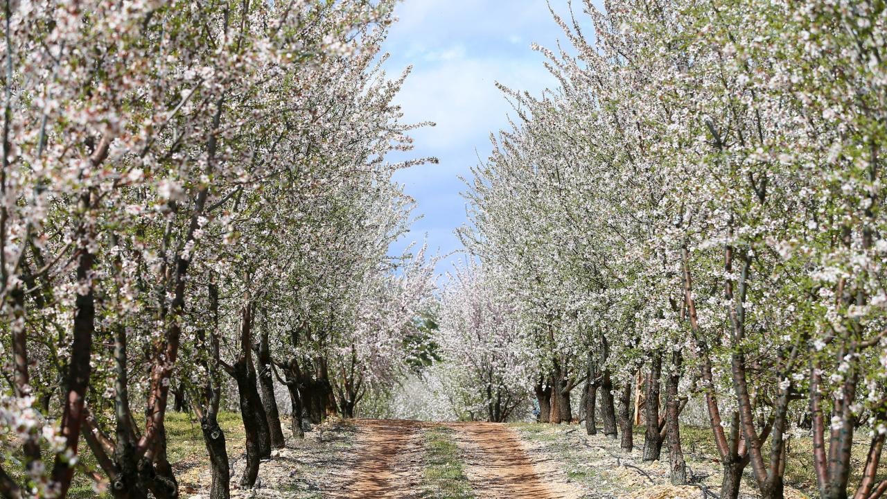 Foto - Badem ağaçları çiçek açtı! Bahçeler beyaza boyandı