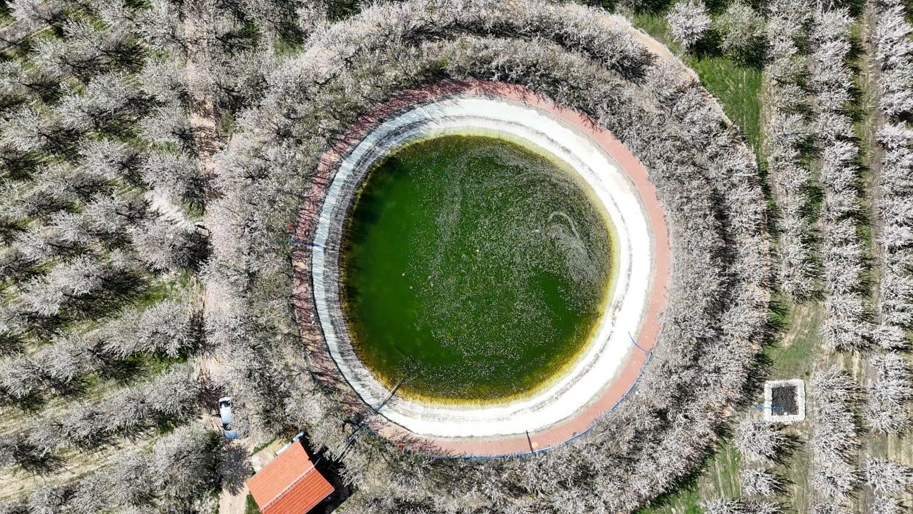 Foto - Badem ağaçları çiçek açtı! Bahçeler beyaza boyandı