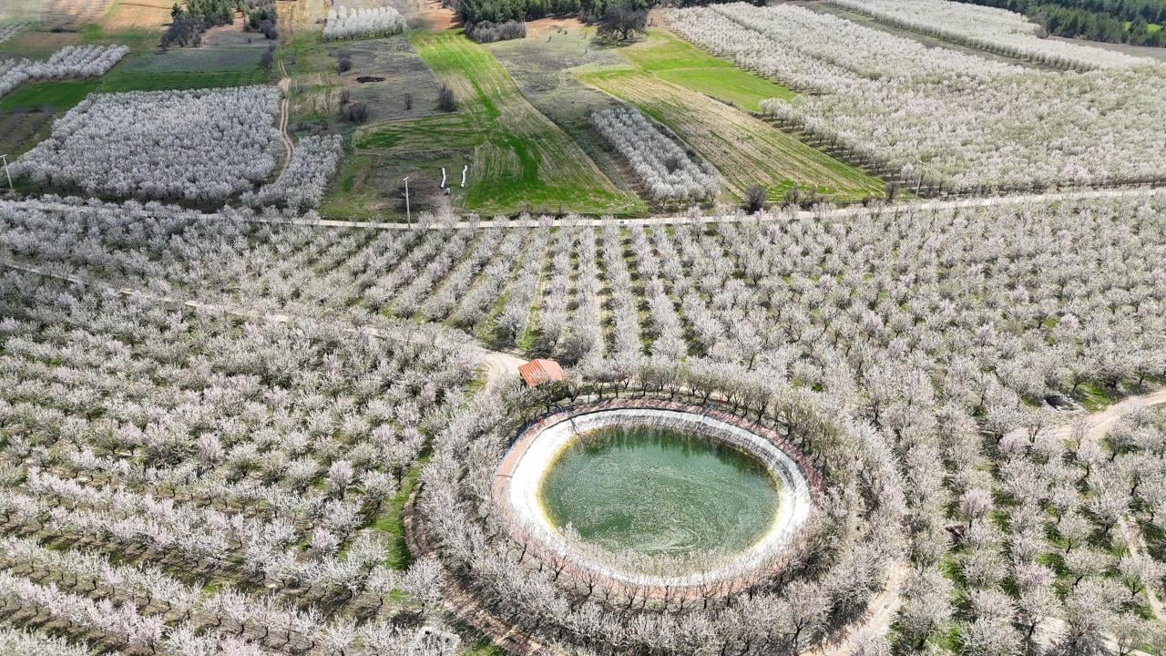 Foto - Badem ağaçları çiçek açtı! Bahçeler beyaza boyandı
