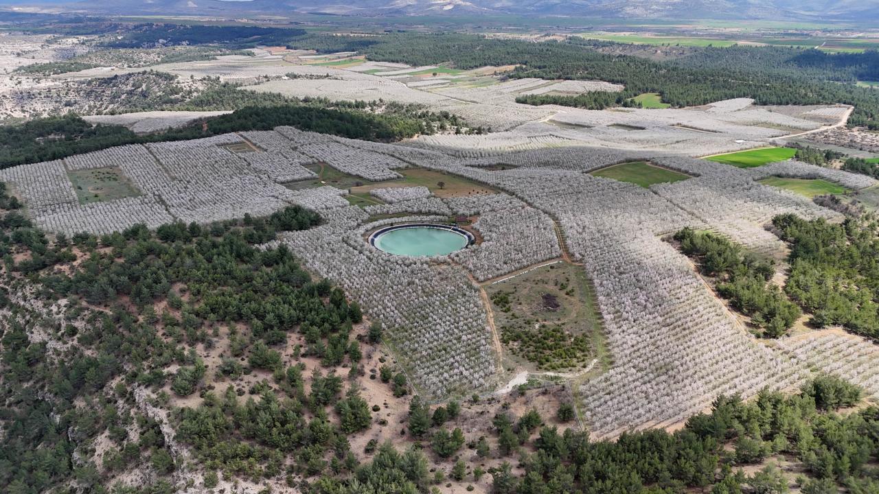 Foto - Badem ağaçları çiçek açtı! Bahçeler beyaza boyandı